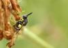 Brachymeria sp.